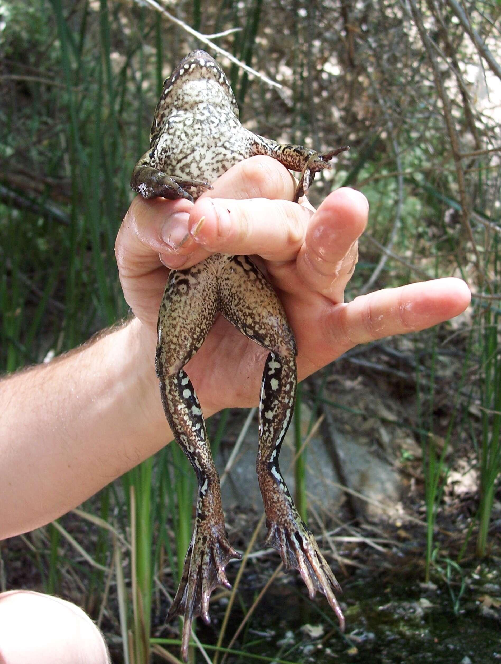 Image of California Red-legged Frog