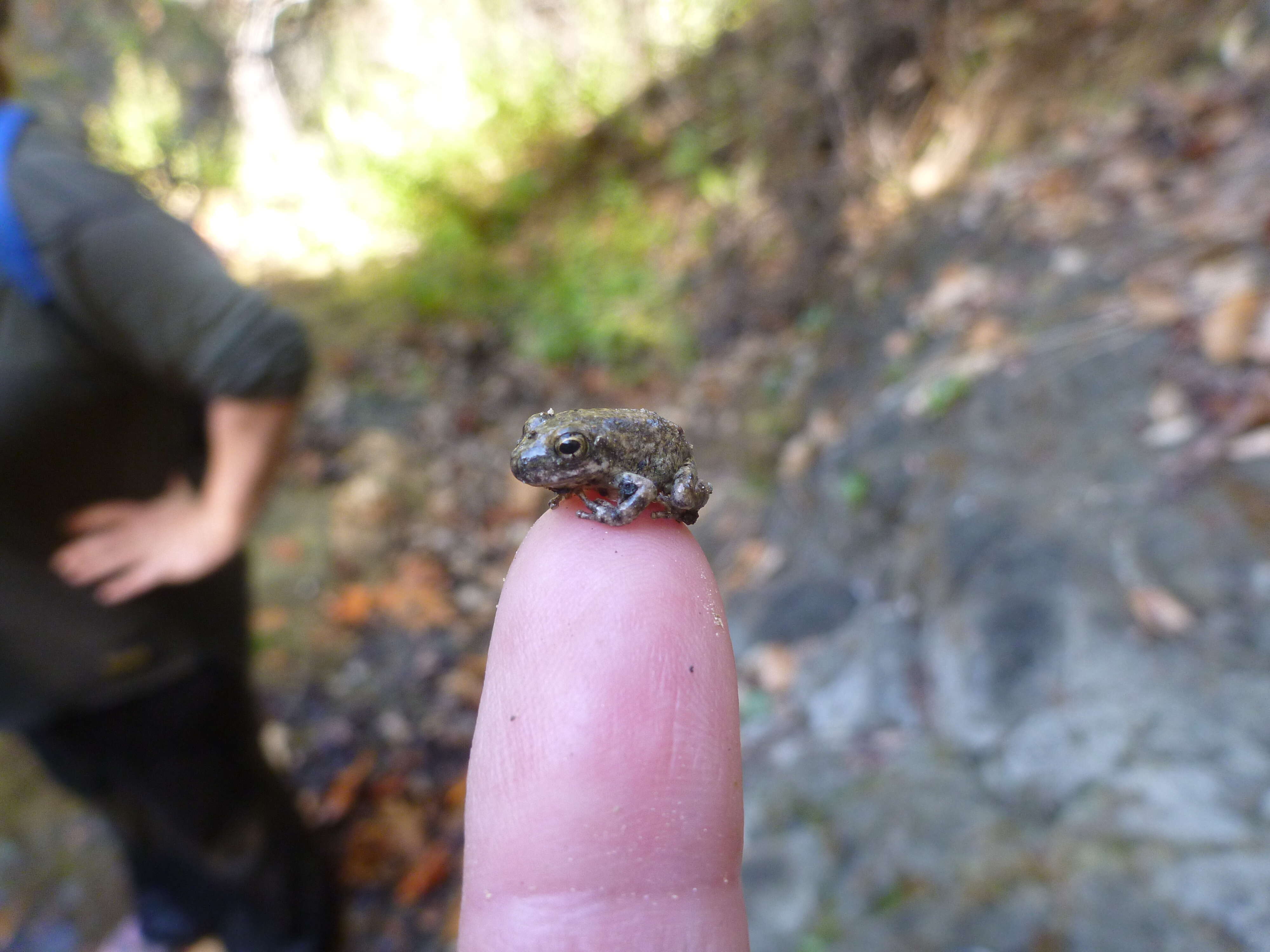 Image of California Chorus Frog