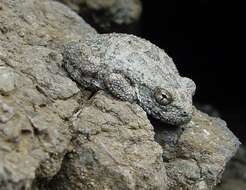 Image of California Chorus Frog