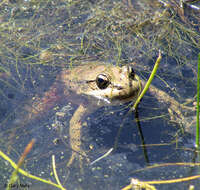 Image of California Red-legged Frog