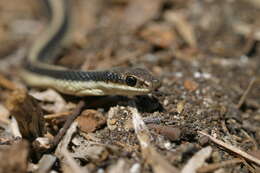 Image of Western Patch-nosed Snake