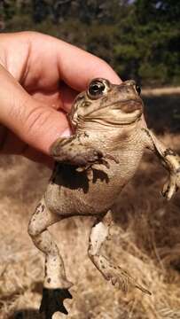 Image of western toad