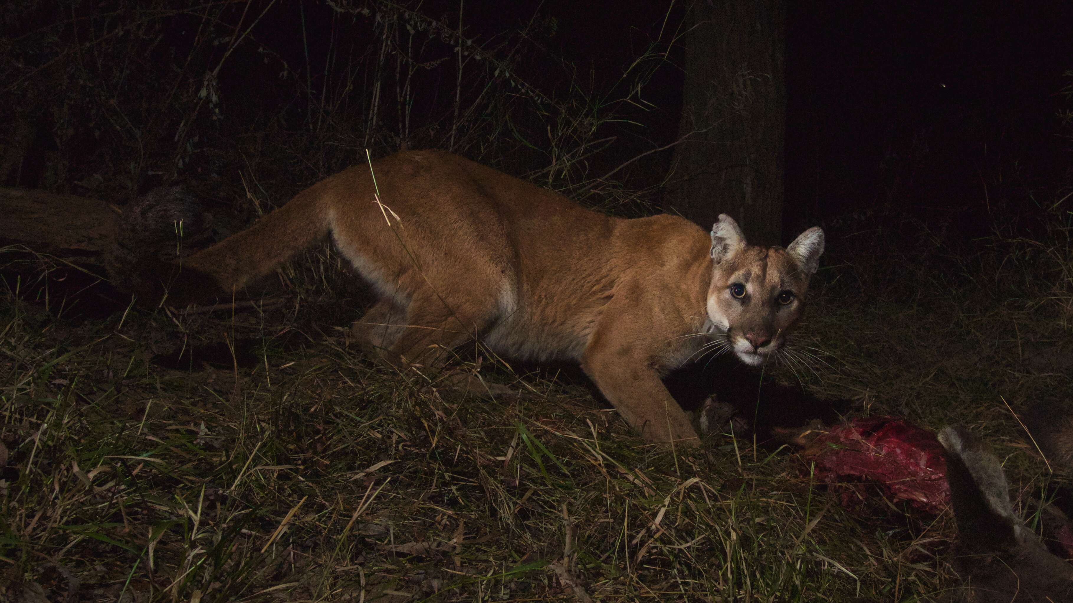 Image of Florida panther