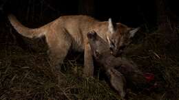 Image of Florida panther