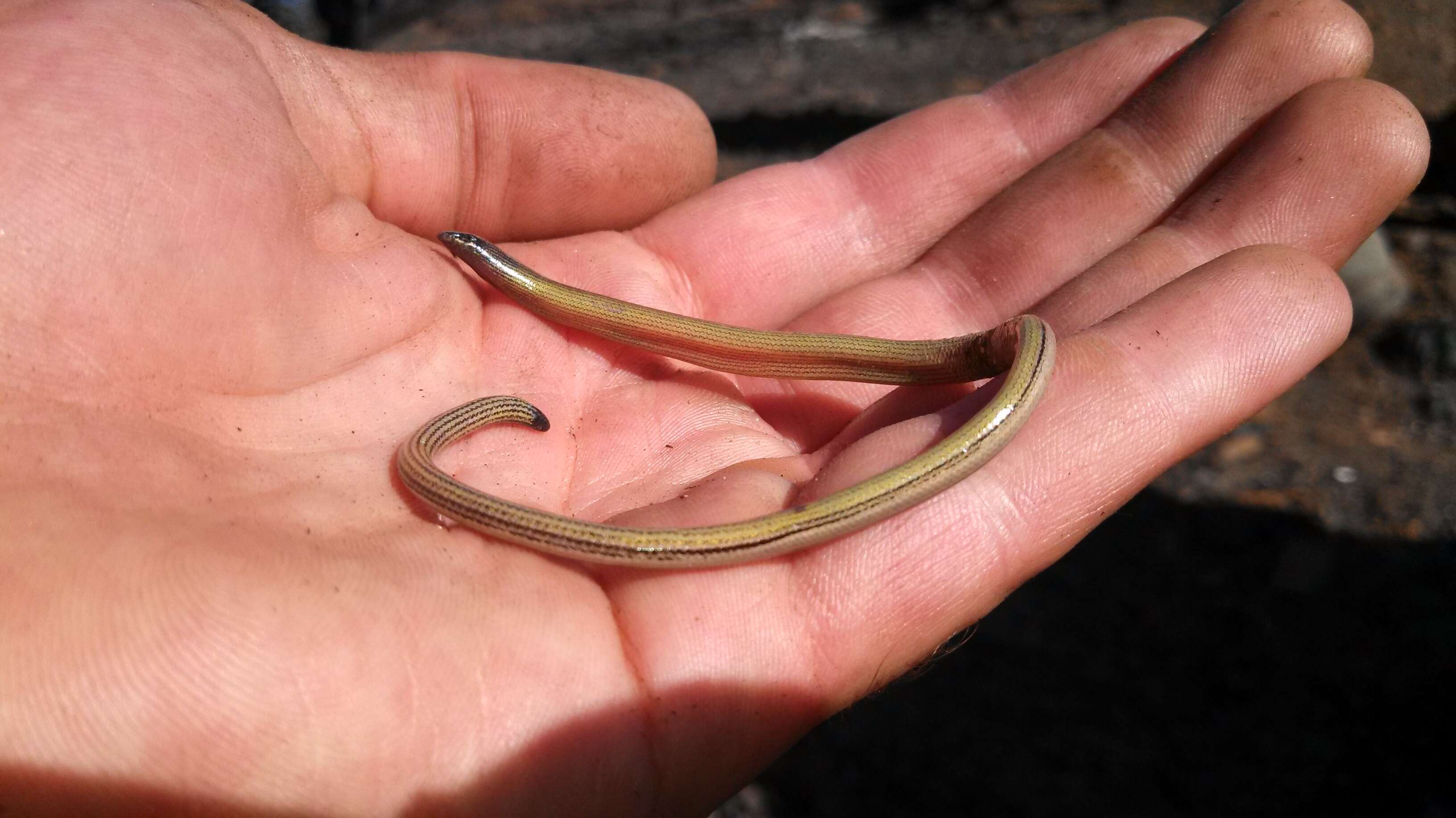 Image of California legless lizard