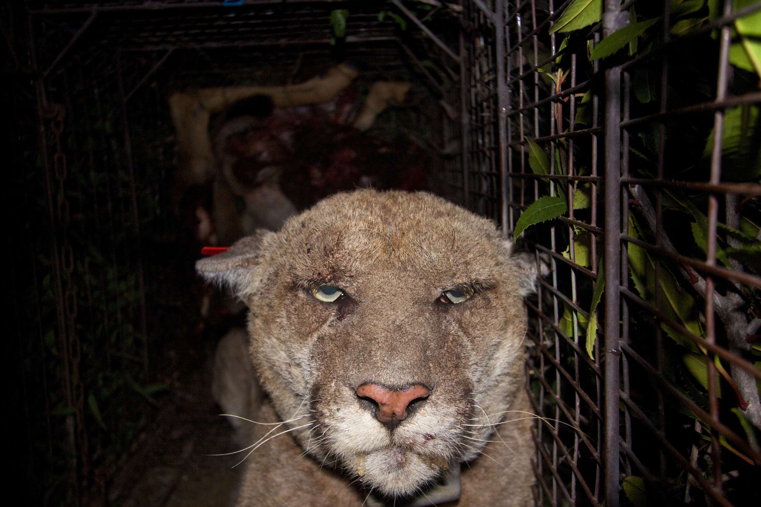 Image of Florida panther