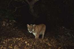 Image of Florida panther