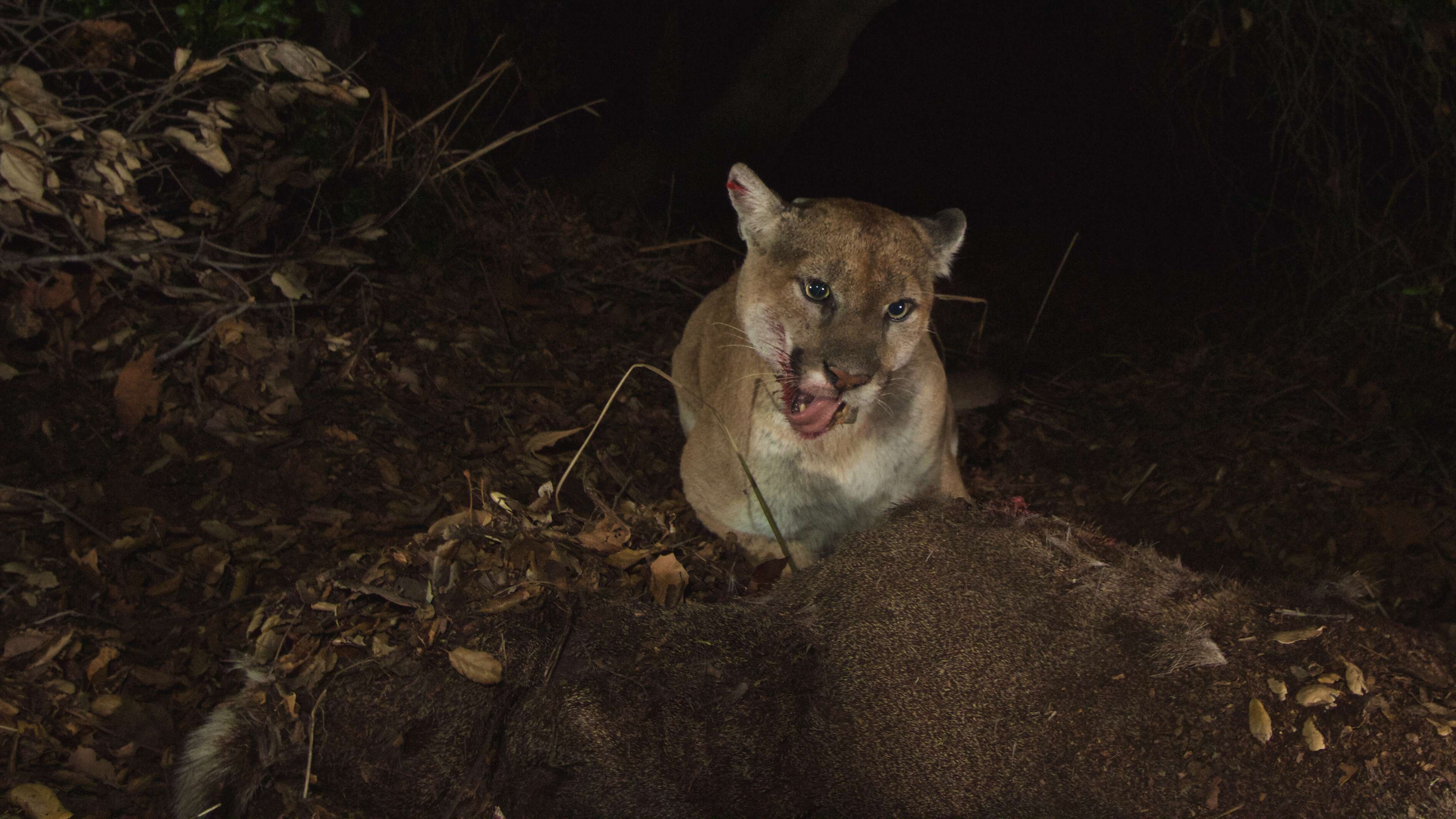 Image of Florida panther