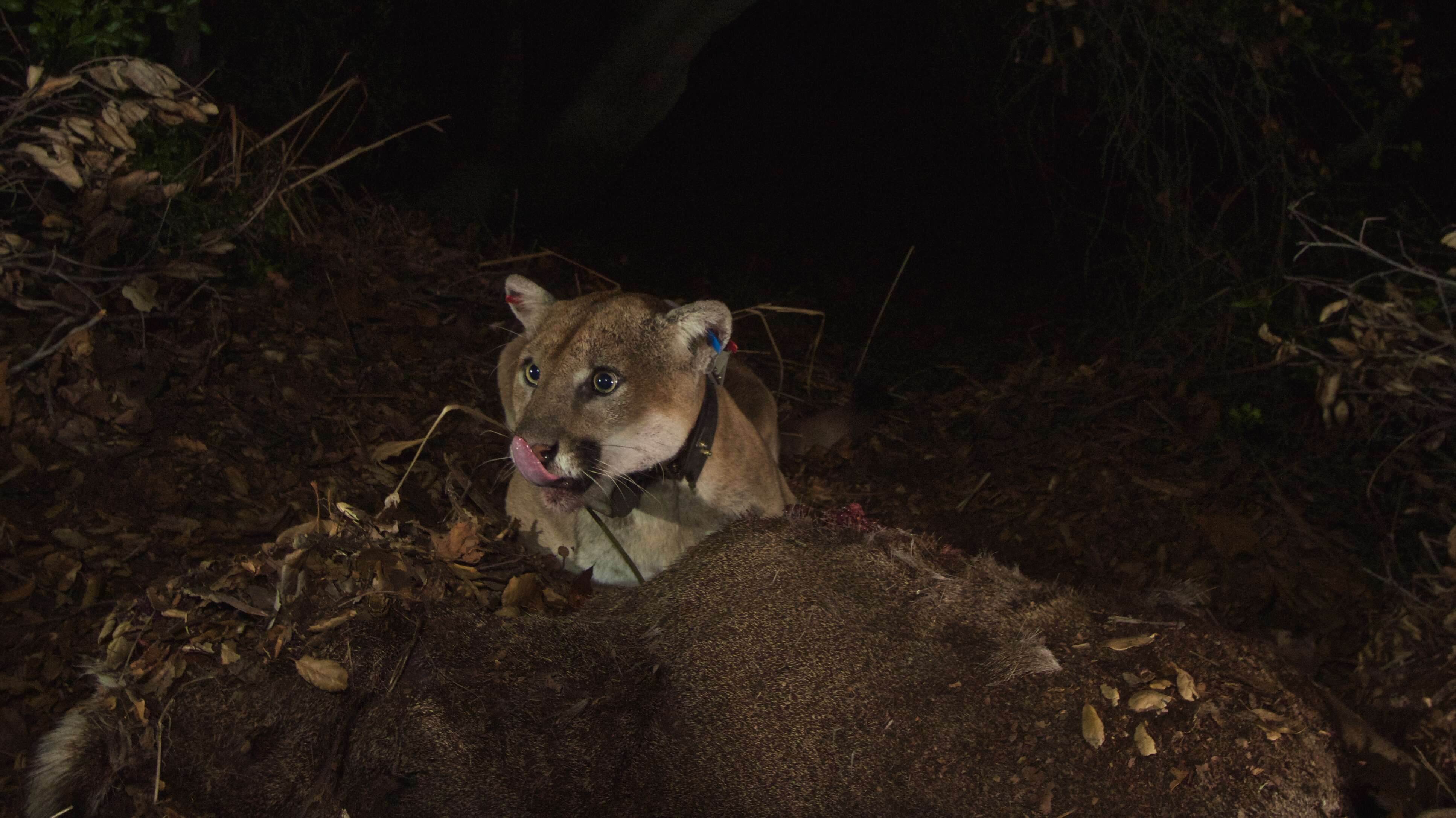 Image of Florida panther