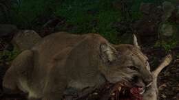 Image of Florida panther