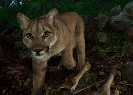 Image of Florida panther