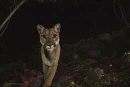 Image of Florida panther