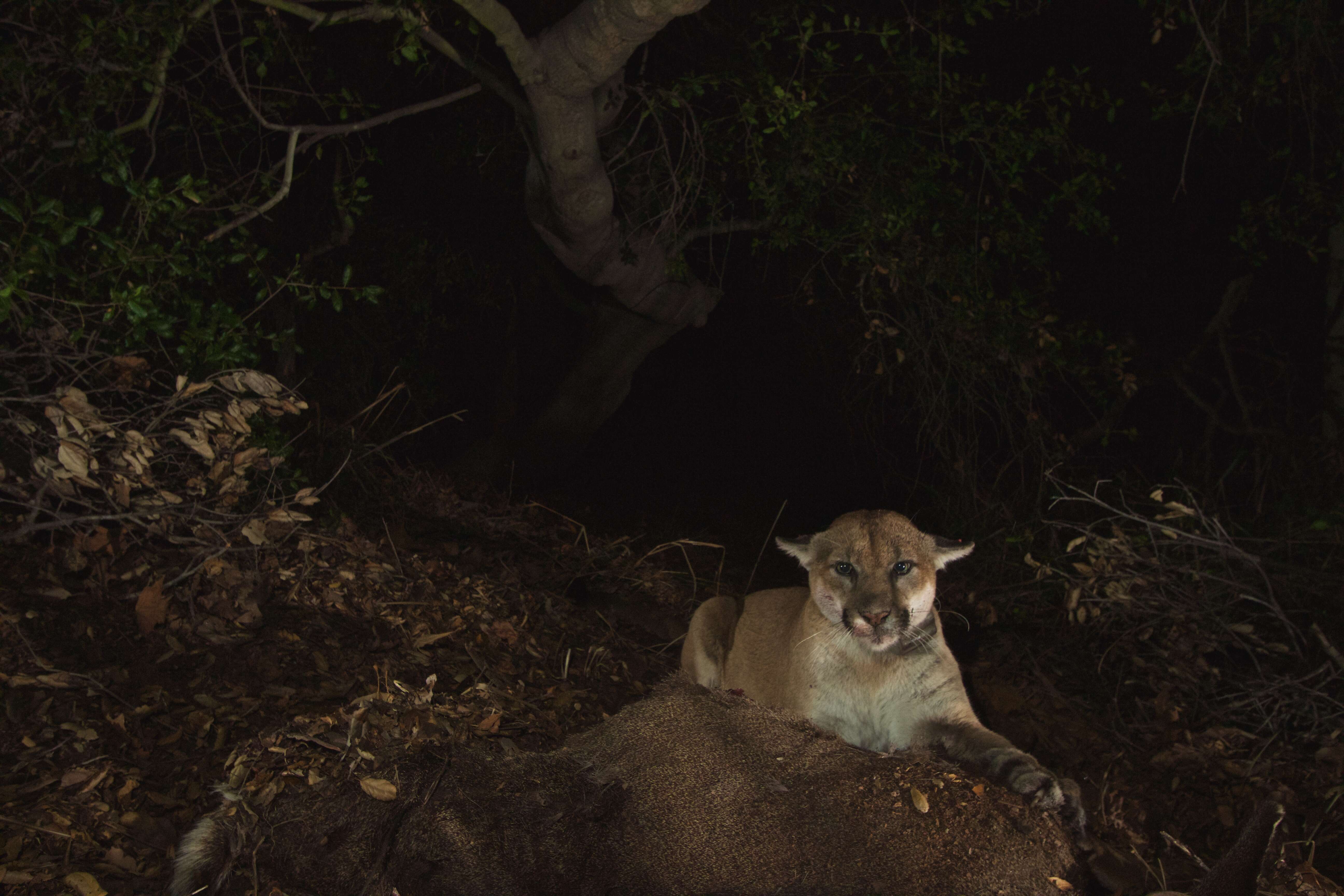 Image of Florida panther