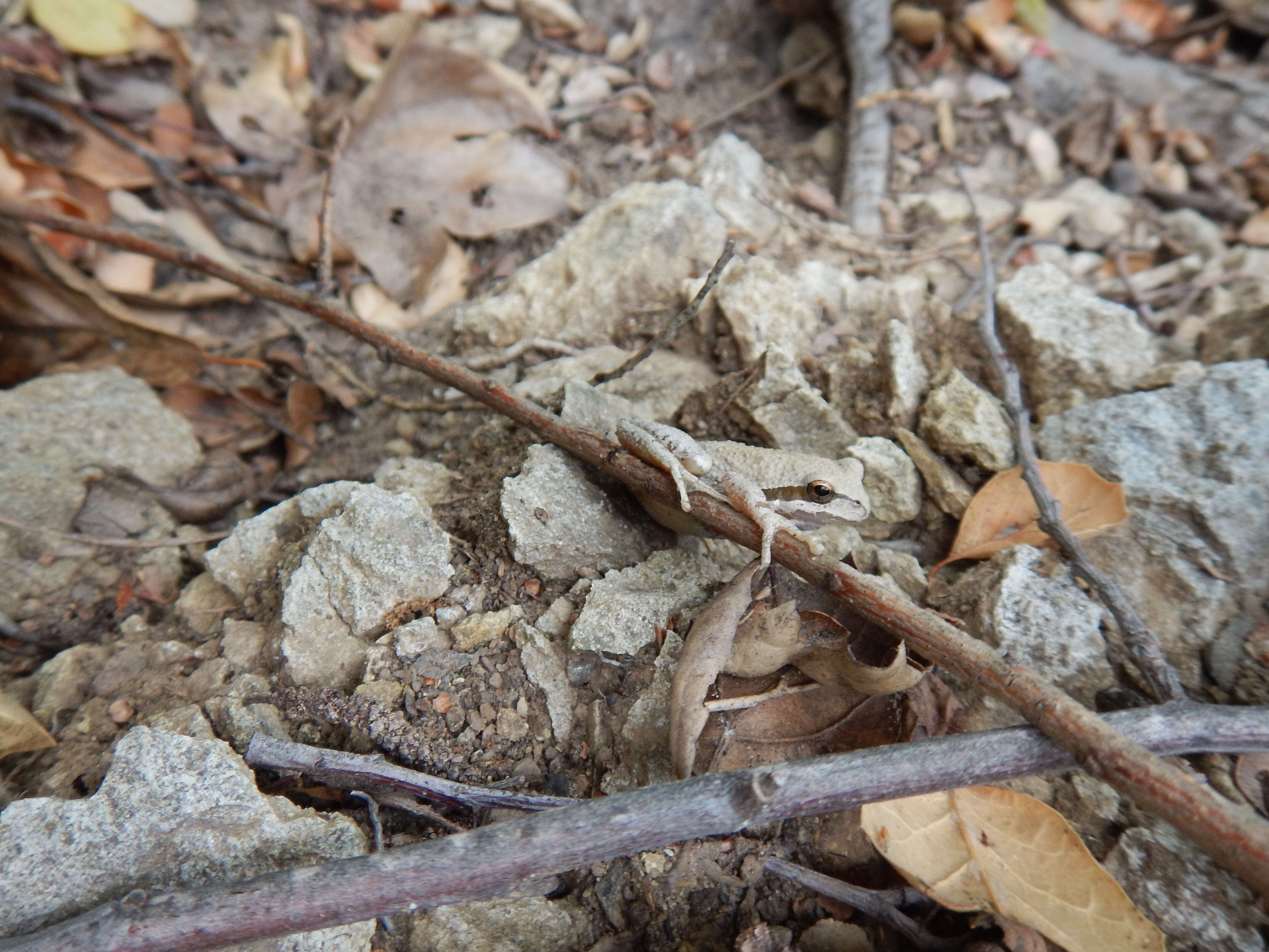 Image of Northern Pacific Treefrog