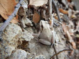 Image of Northern Pacific Treefrog