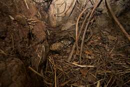 Image of Florida panther