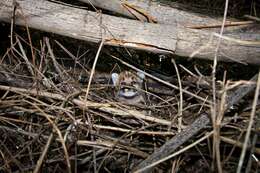 Image of Florida panther