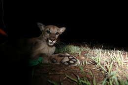 Image of Florida panther