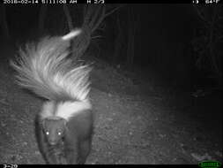 Image of Hooded and Striped Skunks