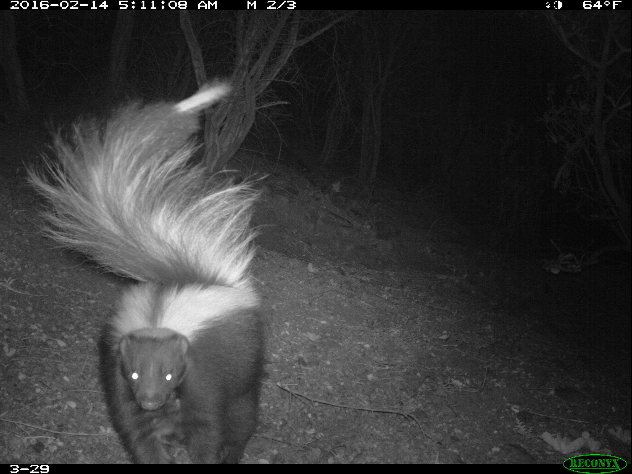 Image of Hooded and Striped Skunks