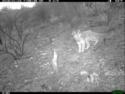 Image of Grey Foxes