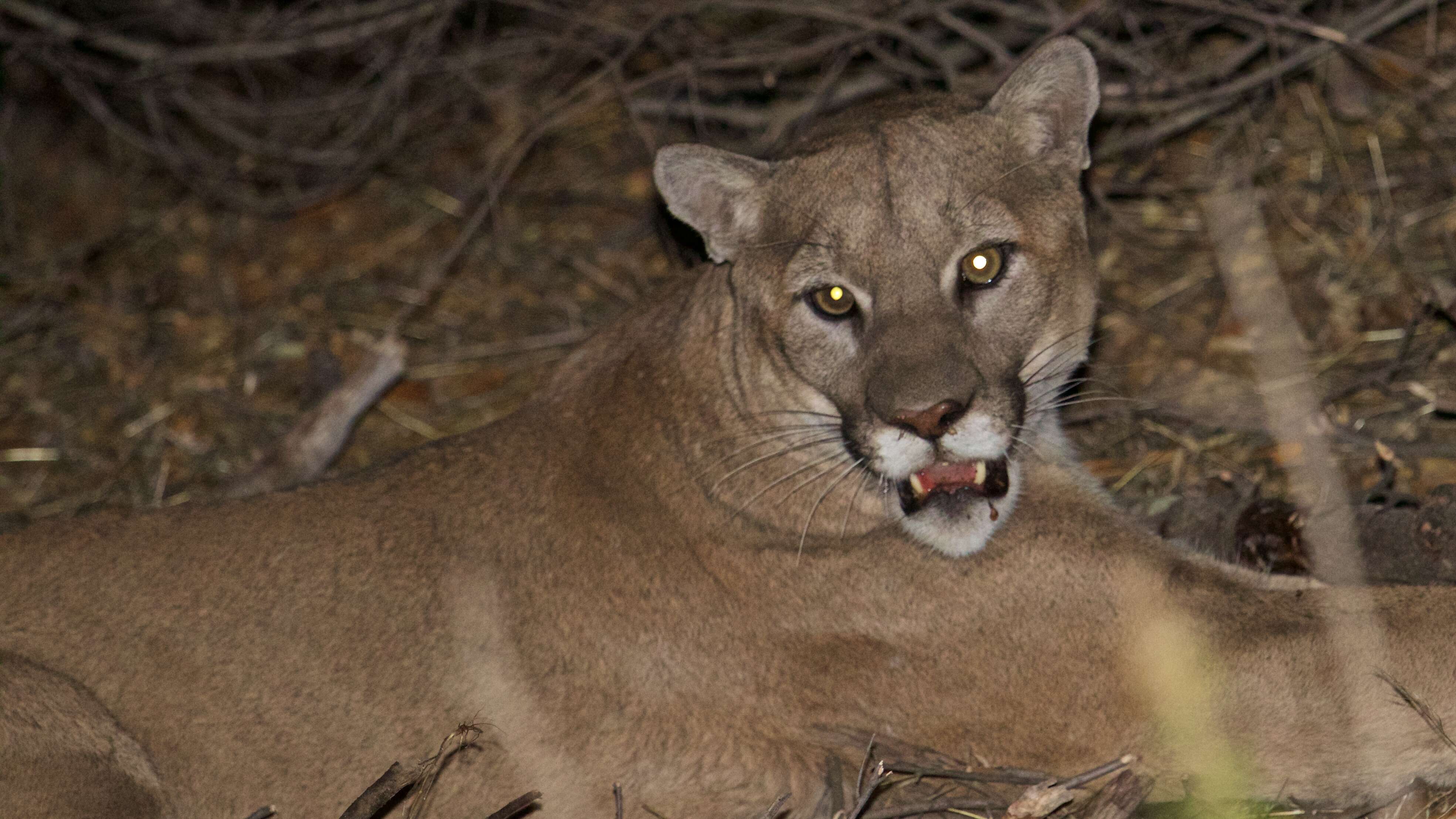 Image of Florida panther