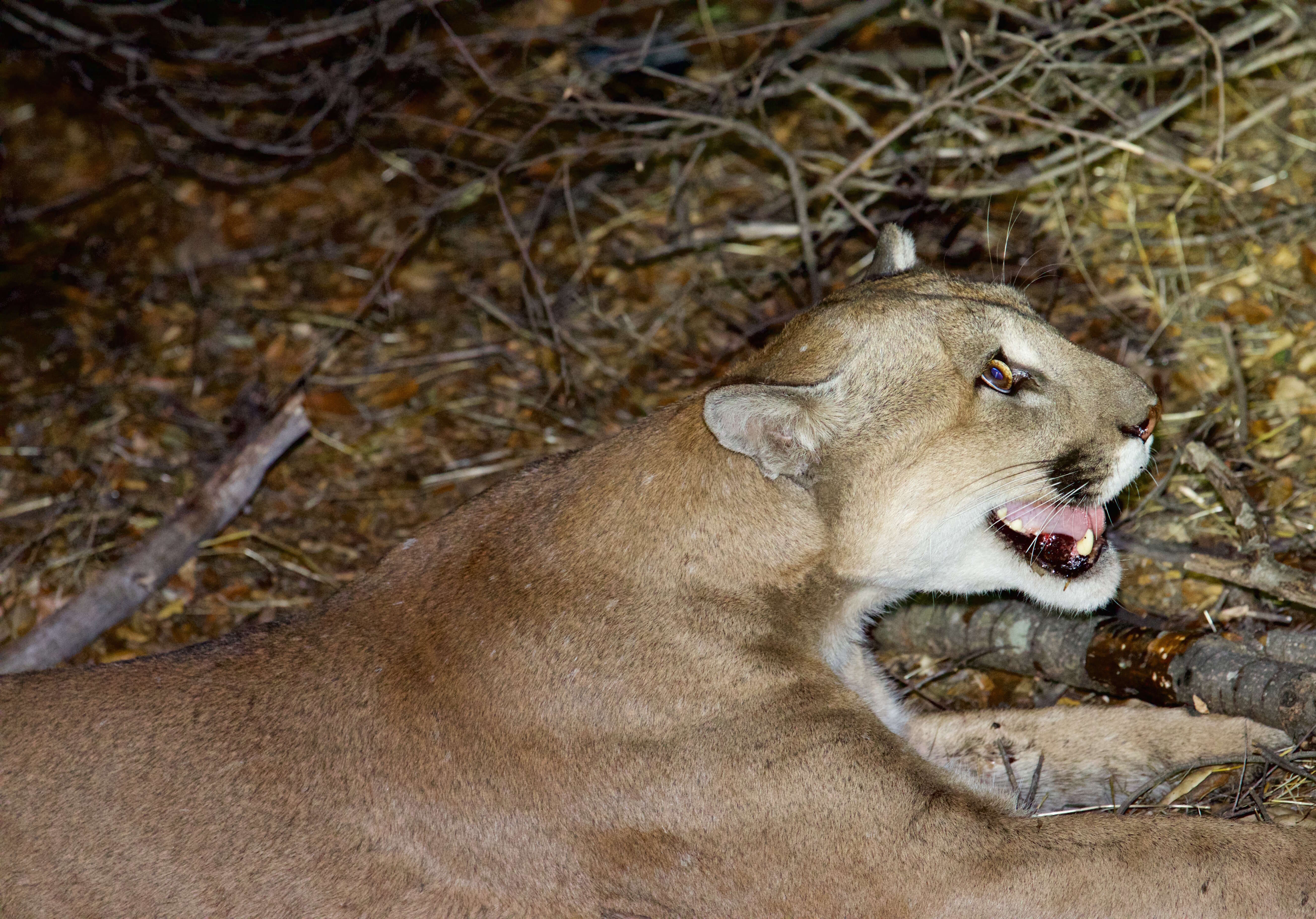 Image of Florida panther