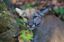 Image of Florida panther