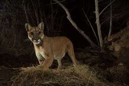 Image of Florida panther