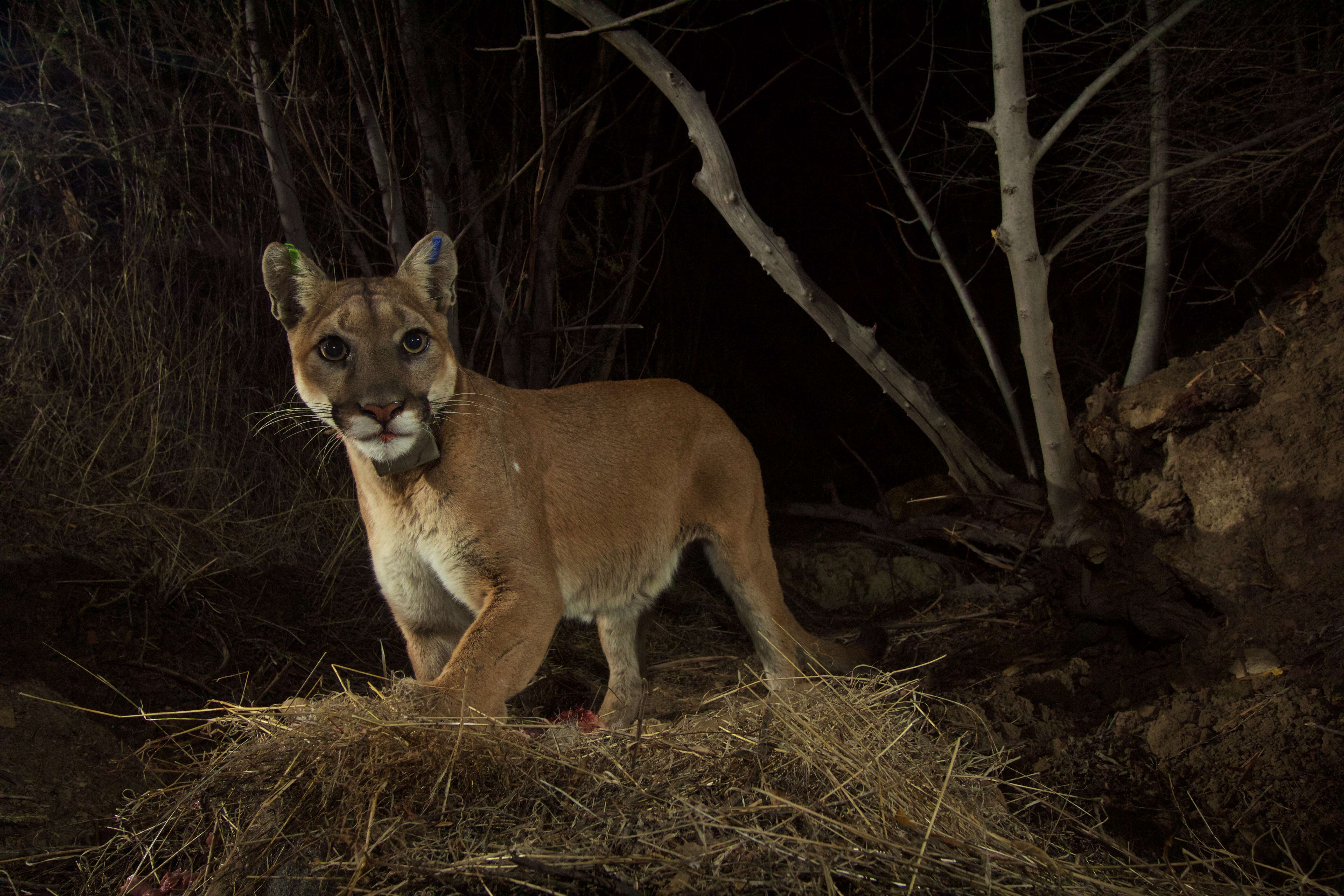 Image of Florida panther