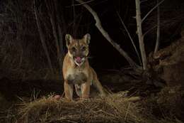 Image of Florida panther