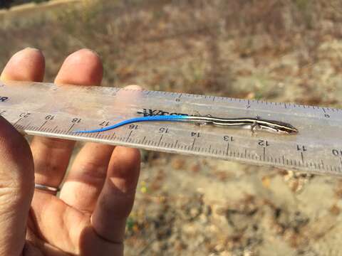 Image of Western Skink