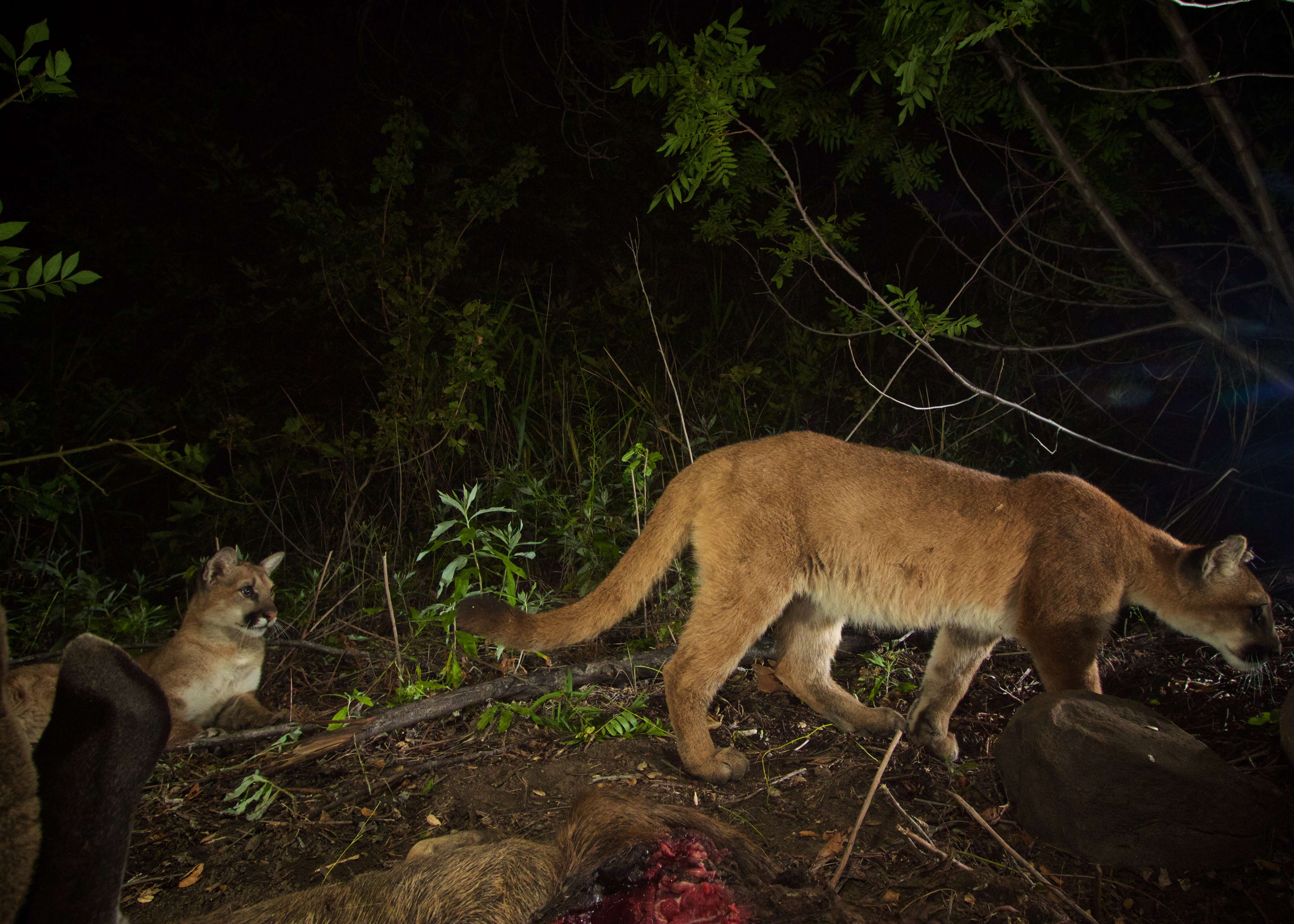 Image of Florida panther