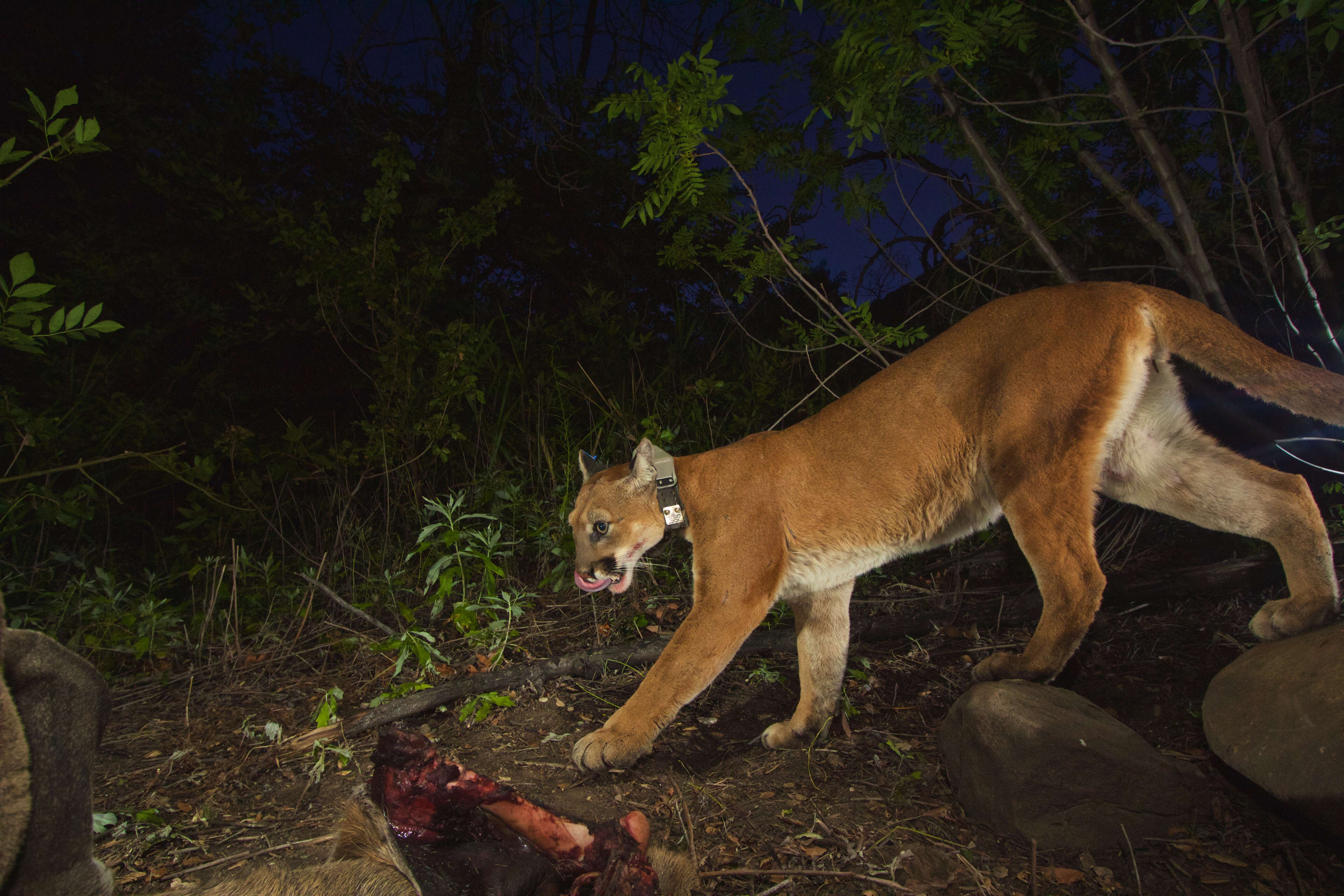 Image of Florida panther