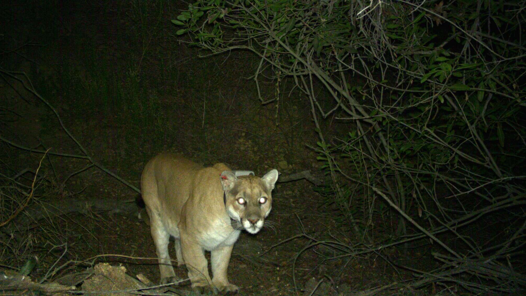 Image of Florida panther