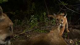 Image of Florida panther