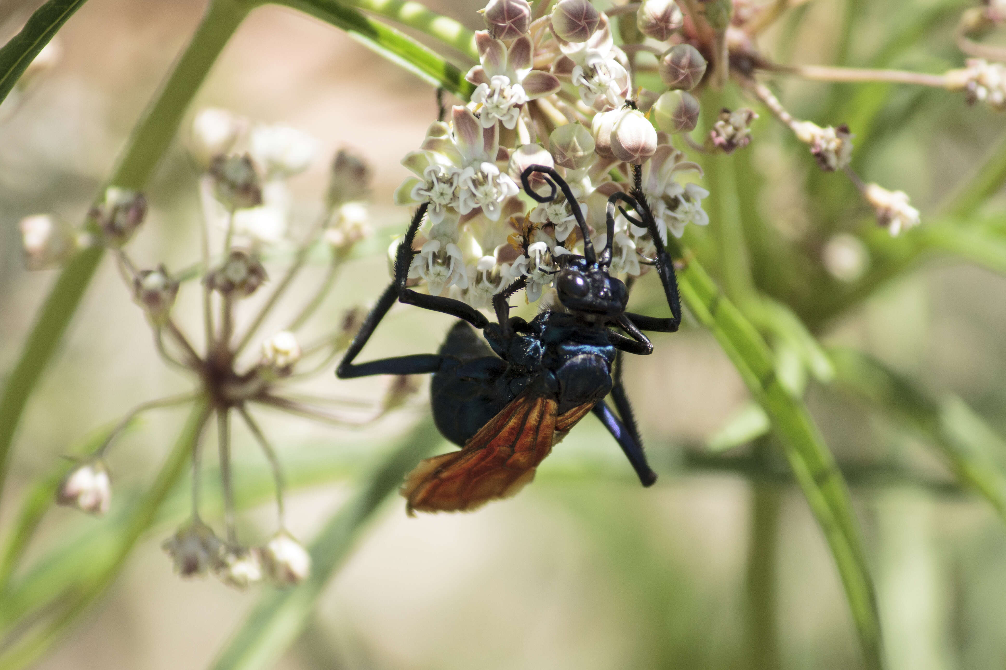 Image of Asclepias fascicularis