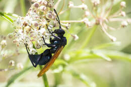 Image of Asclepias fascicularis