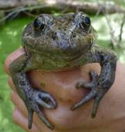 Image of California Red-legged Frog