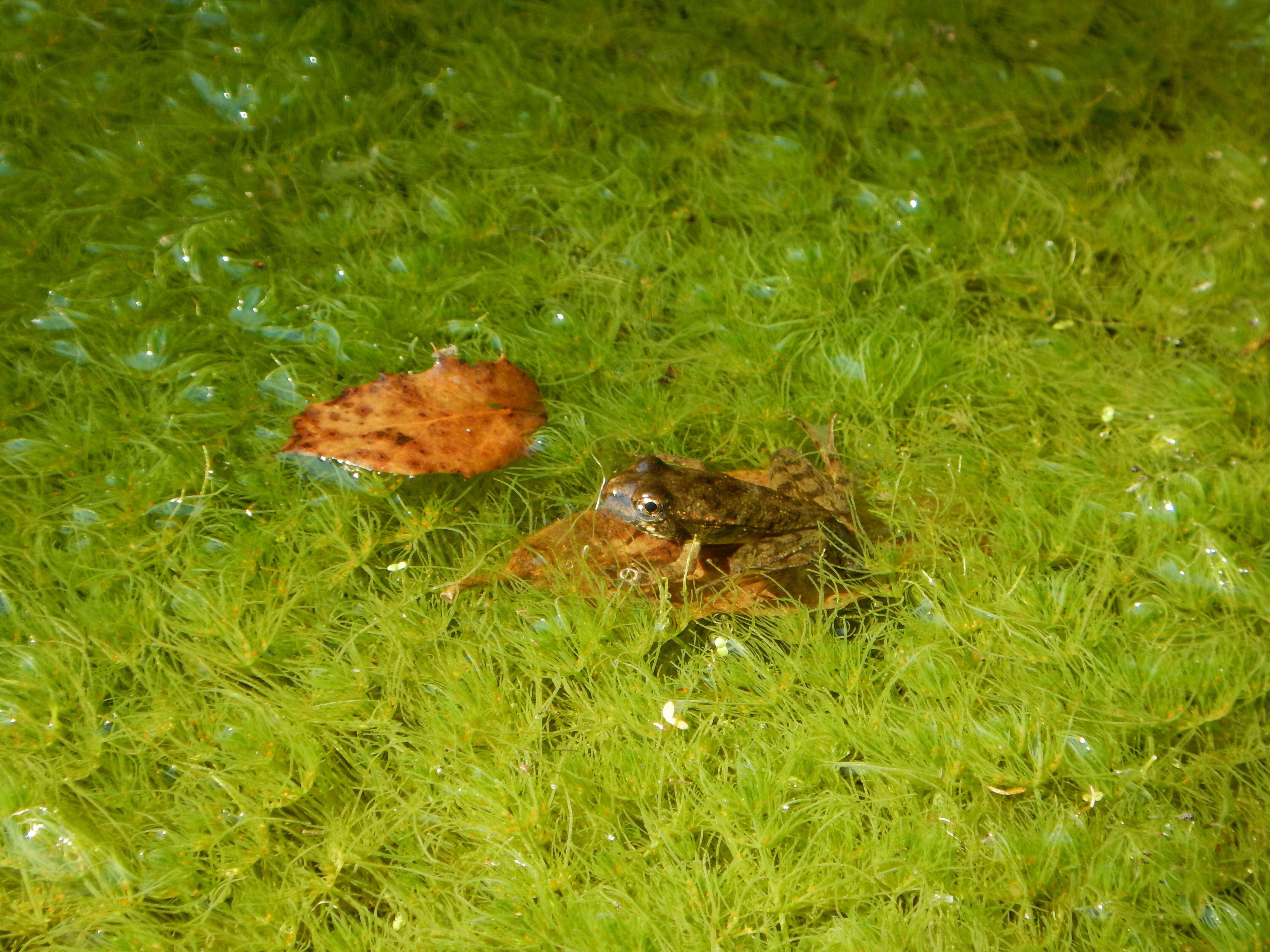 Image of California Red-legged Frog