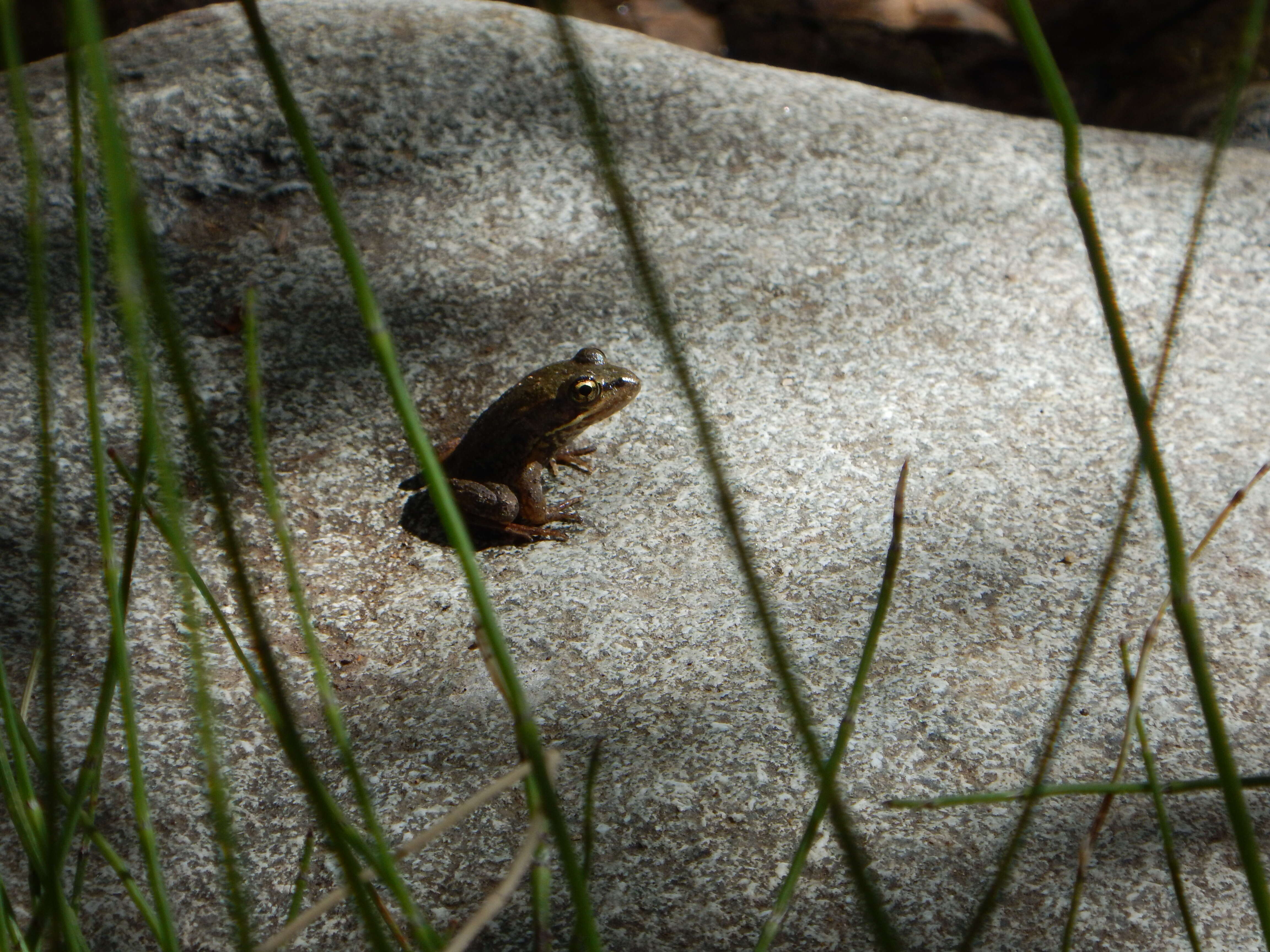 Image of California Red-legged Frog