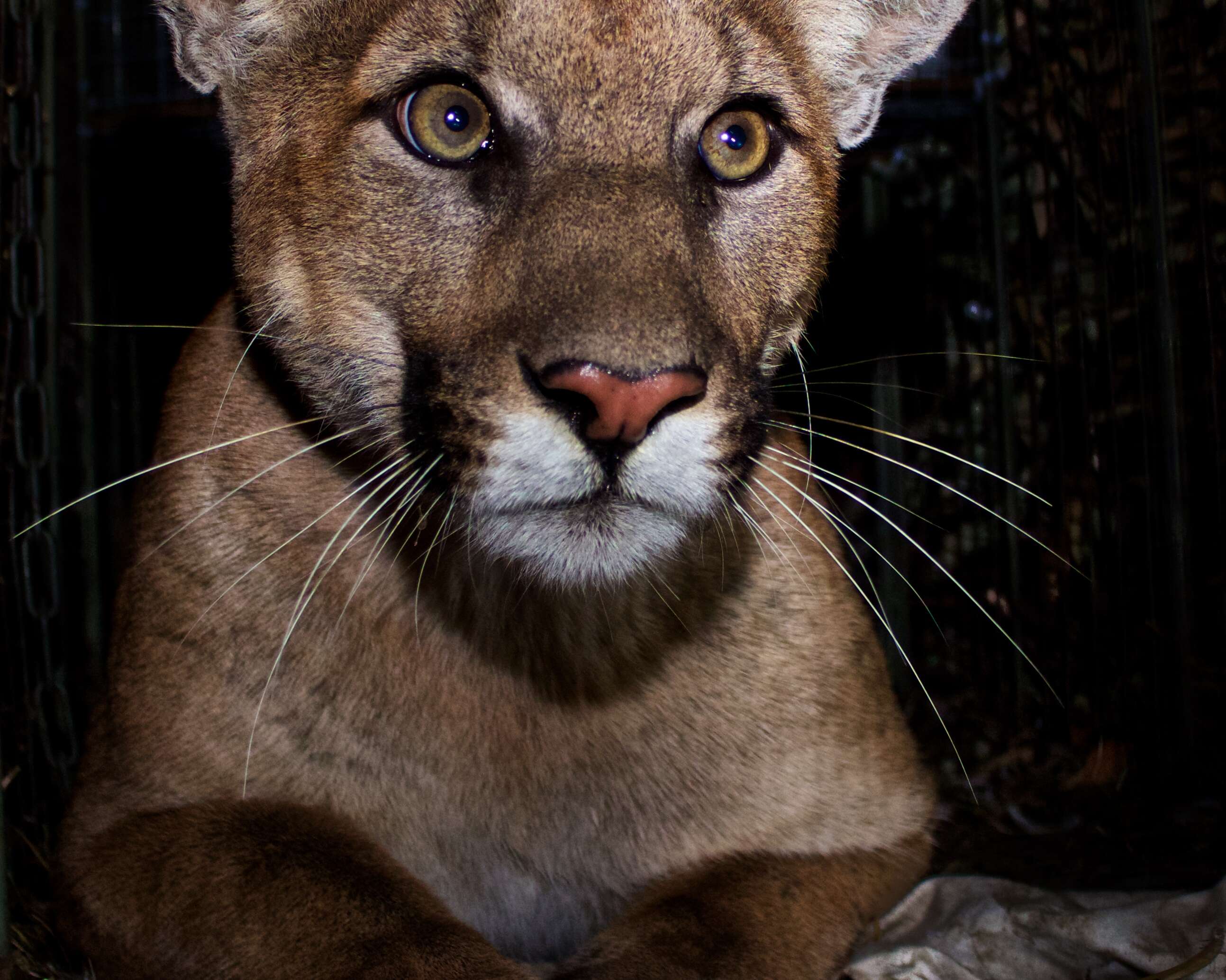 Image of Florida panther