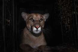 Image of Florida panther