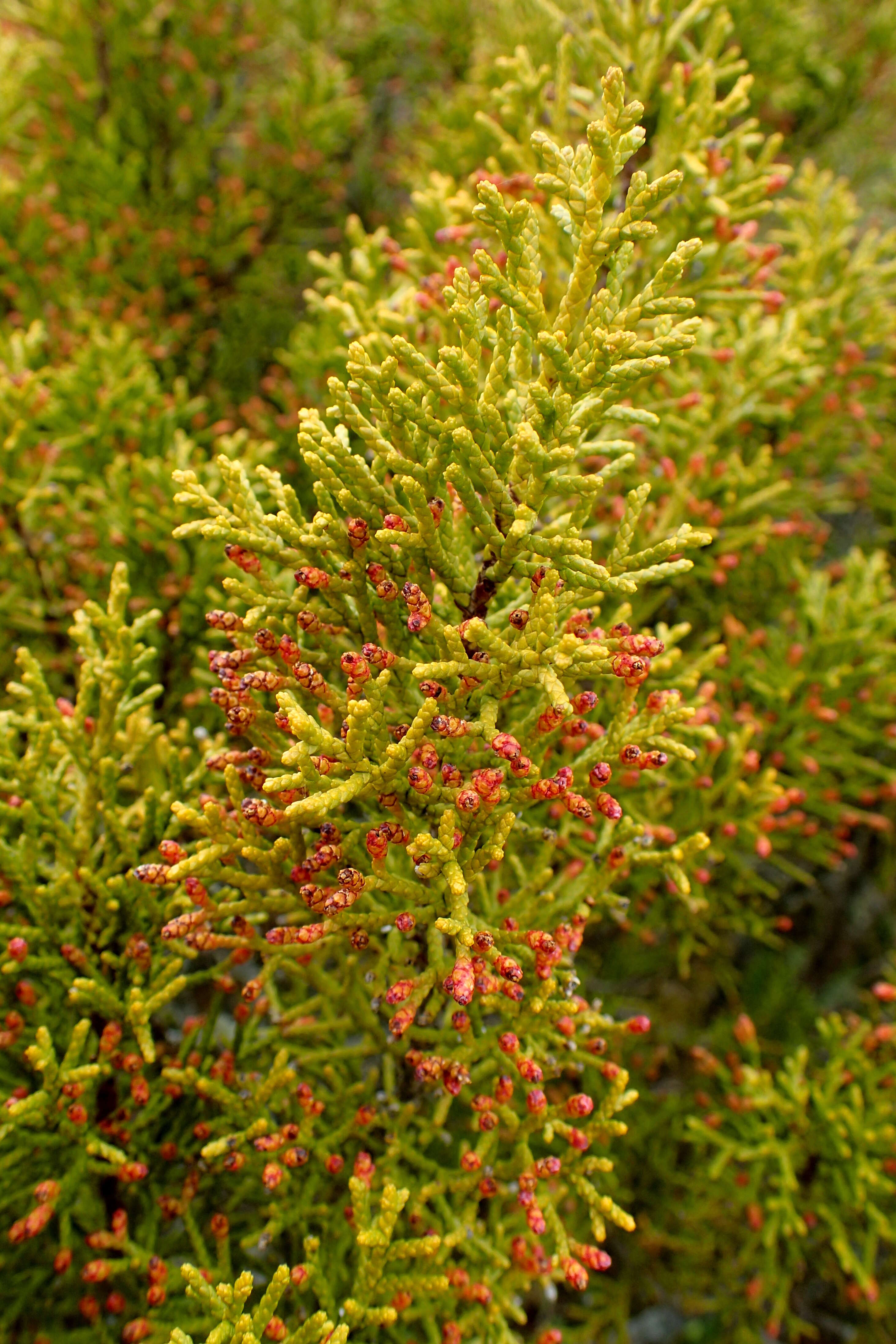 Image of Bog Pine