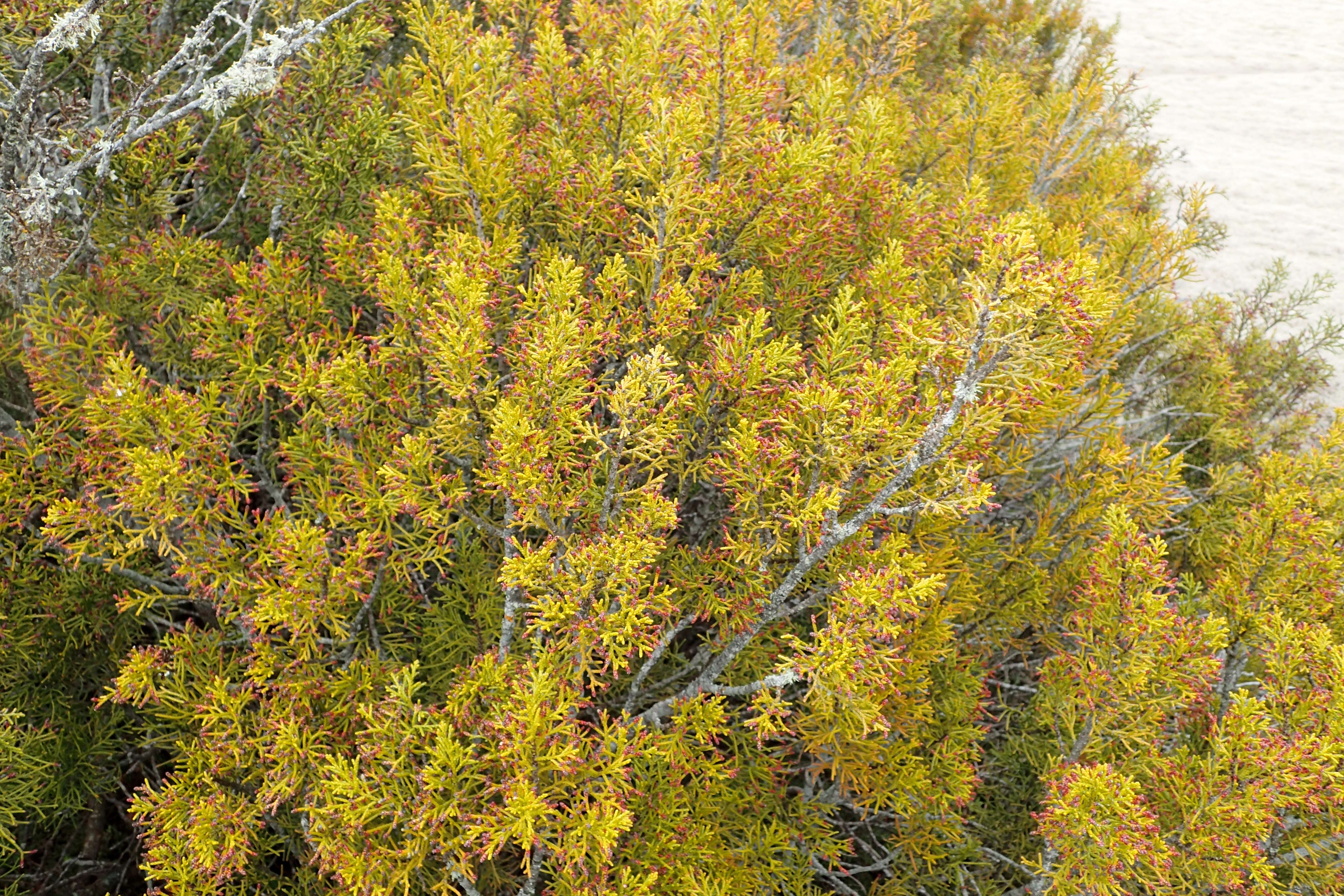 Image of Bog Pine