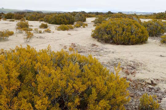 Image of Bog Pine