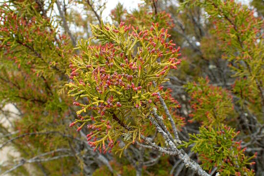 صورة Halocarpus bidwillii (Hook. fil. ex Kirk) Quinn