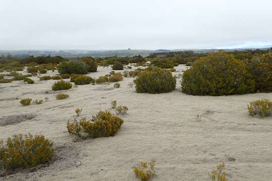 صورة Halocarpus bidwillii (Hook. fil. ex Kirk) Quinn