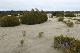 Image of Bog Pine