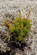 Image of Bog Pine